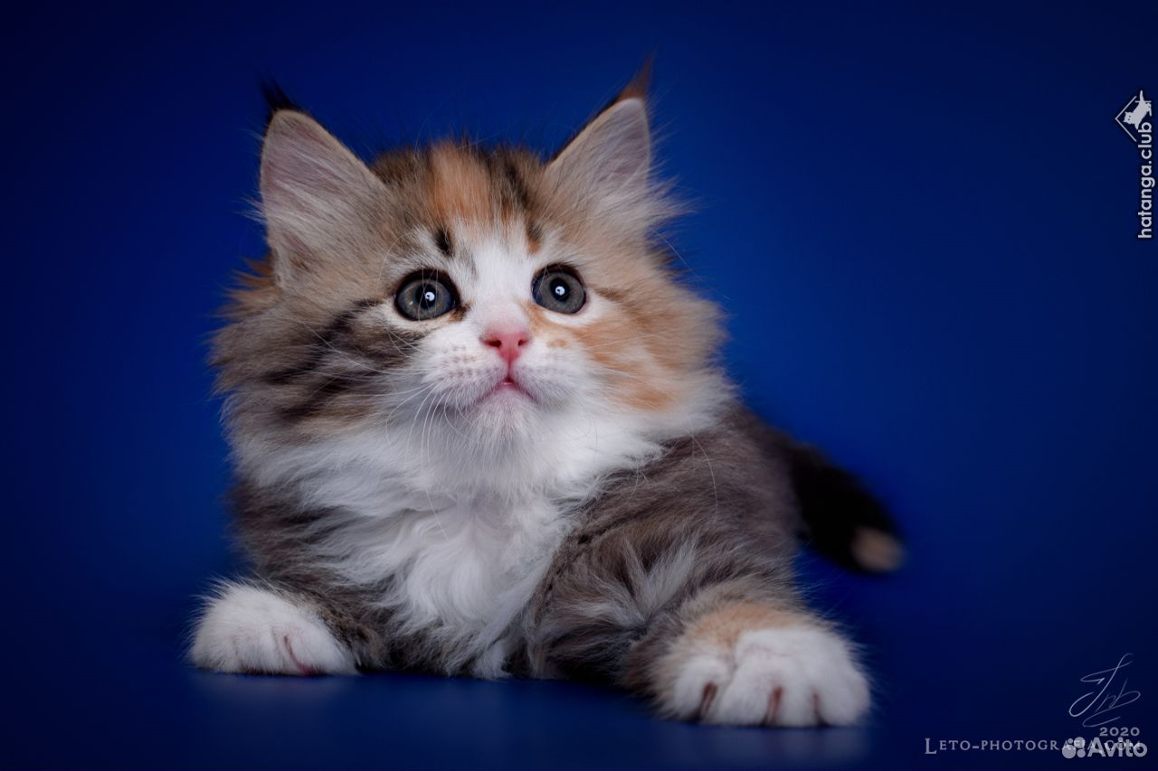 Сибирские котята фото 4 месяца