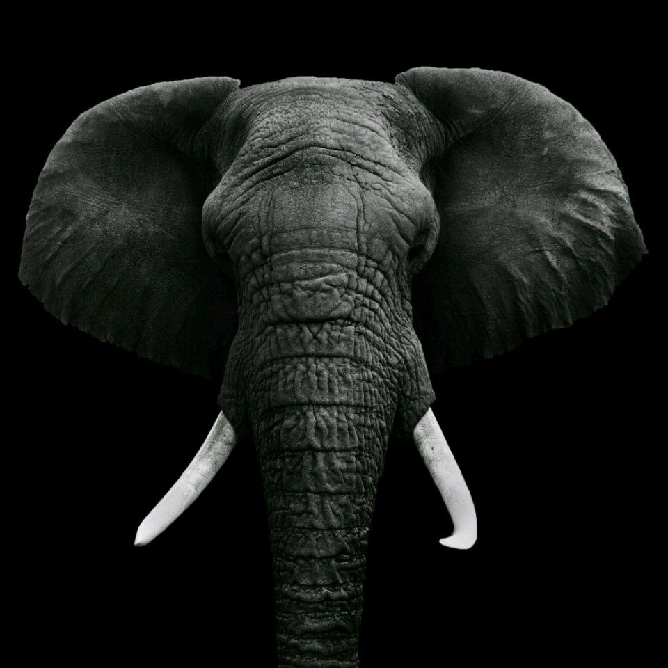 Слон на черном фоне