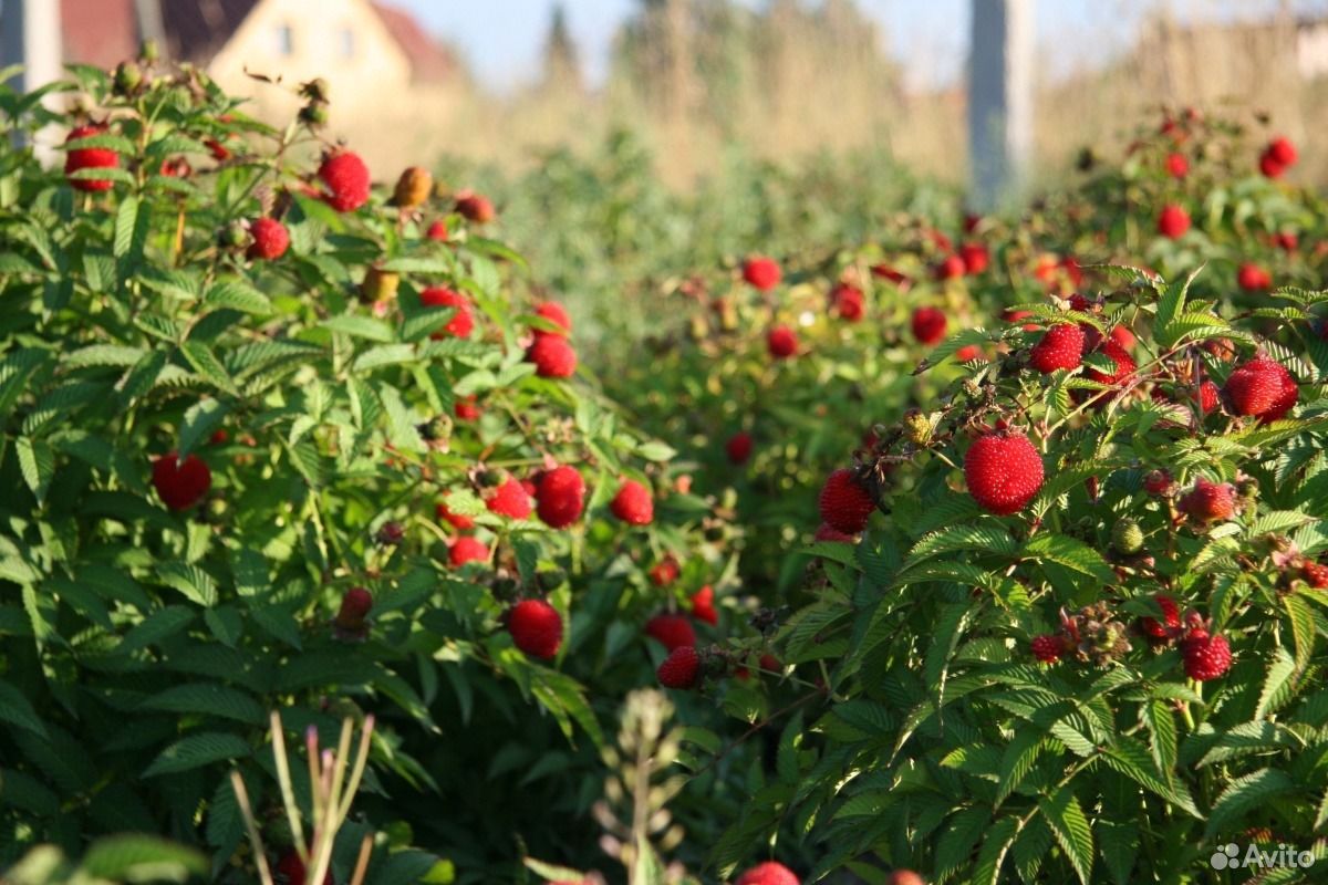 Чудо ягода купить на Зозу.ру - фотография № 2
