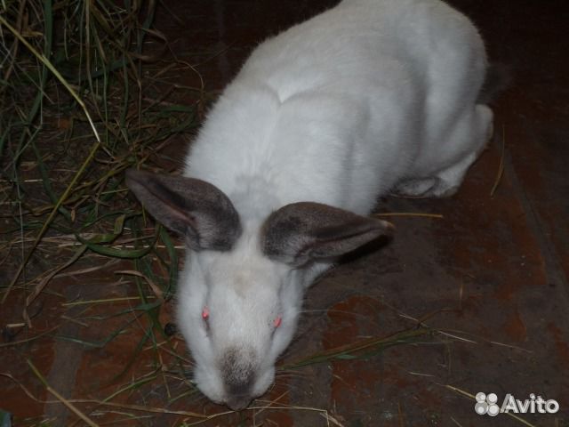 Кролики на разведение, мясо кролика купить на Зозу.ру - фотография № 1