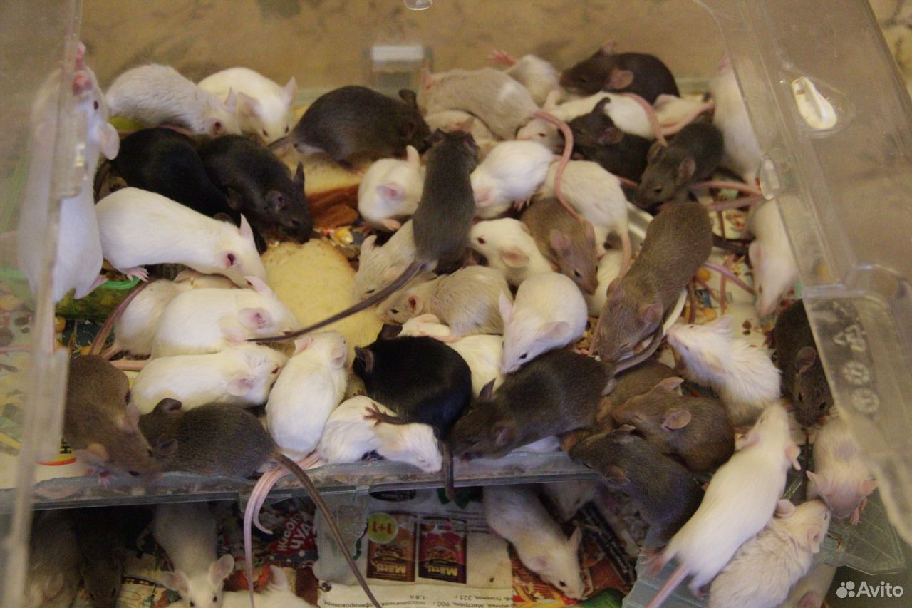 Кормовые мыши купить на Зозу.ру - фотография № 2