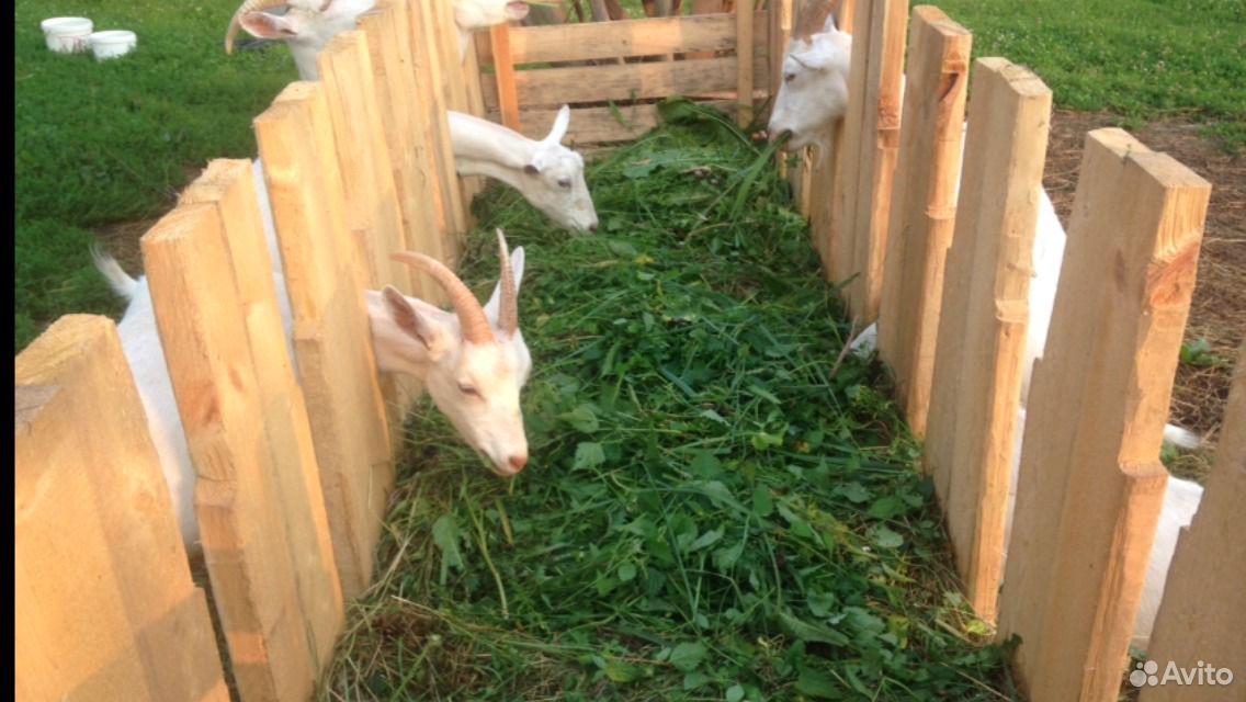 Козий творог, молоко козье, сыр козий купить на Зозу.ру - фотография № 2