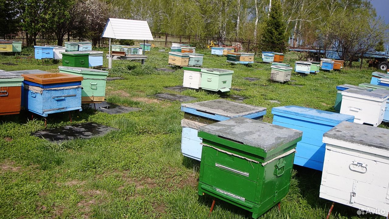 Продам пчел, пасеку, ульи, пчелосемьи купить на Зозу.ру - фотография № 1