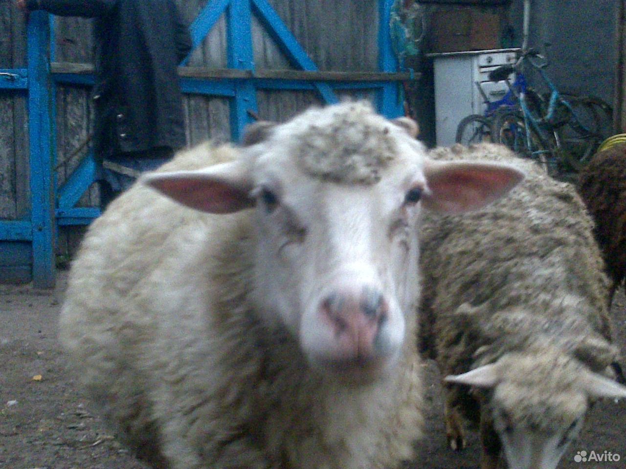 Продам овцу купить на Зозу.ру - фотография № 2