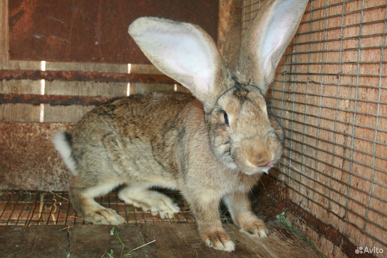 Продаются кролики элитной породы Фландер купить на Зозу.ру - фотография № 1