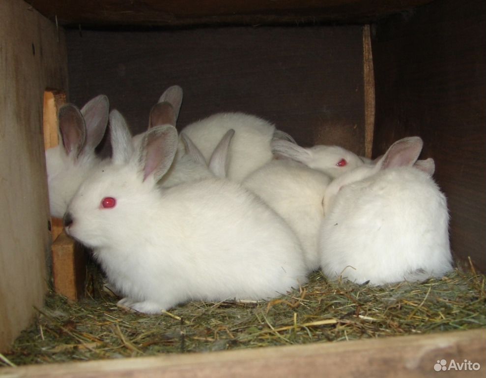 Кролики, молодняк купить на Зозу.ру - фотография № 4