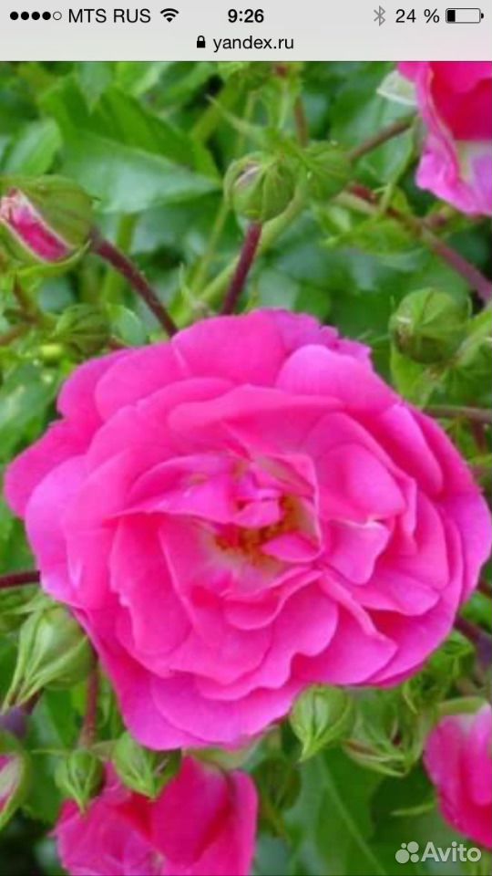 Шиповник розовый садовый купить на Зозу.ру - фотография № 1