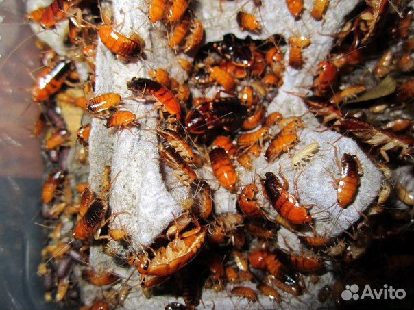 Туркменские тараканы купить на Зозу.ру - фотография № 3