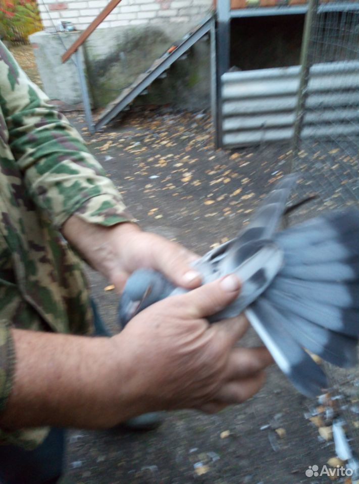 Продаются николаевские голуби купить на Зозу.ру - фотография № 10