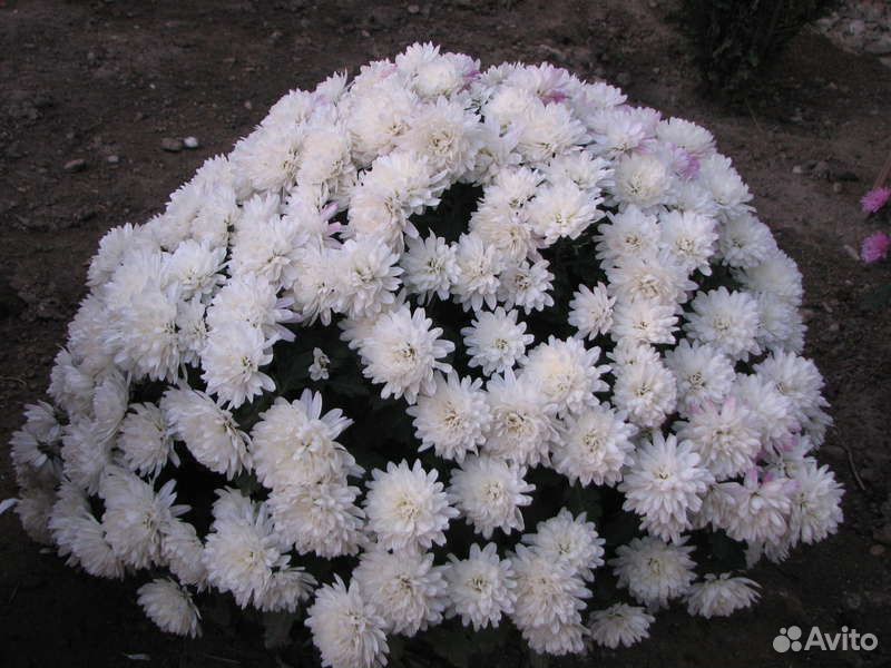 Хризантема мультифлора шаровидная.(рассада) купить на Зозу.ру - фотография № 3