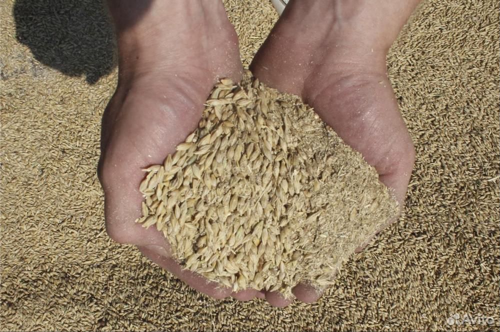 Очистка зерна от мякины и сора