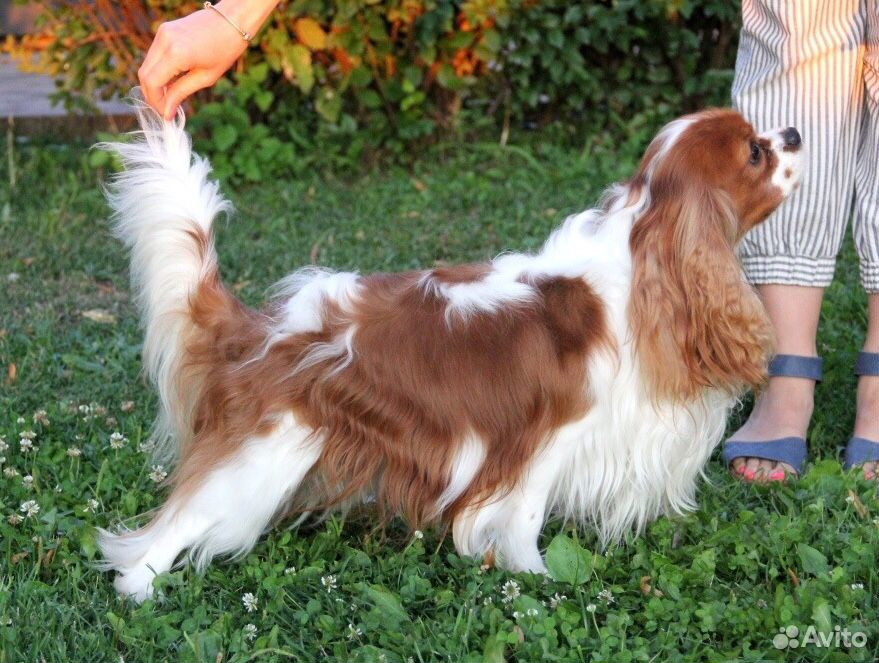 Кавалер кинг чарльз спаниель щенки. Йоко, породистая — кавалер кинг чарльз. Спаривание кавалер кинг чарльз спаниель. Той спаниель белый. Кавалер кинг чарльз спаниель и пекинес.