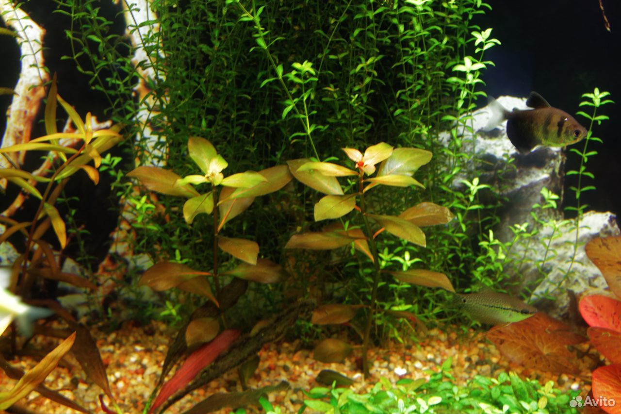 Растения для аквариума купить на Зозу.ру - фотография № 5