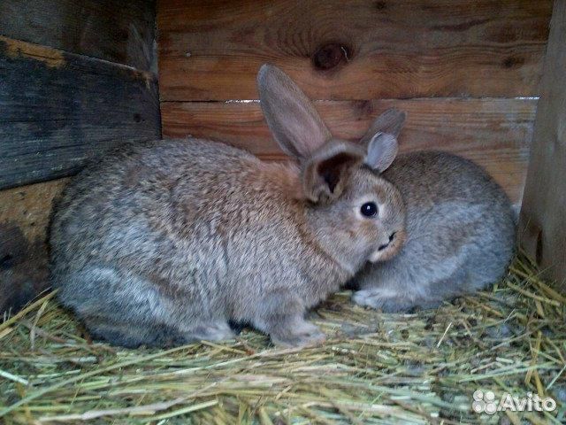 Домашние кролики купить на Зозу.ру - фотография № 1