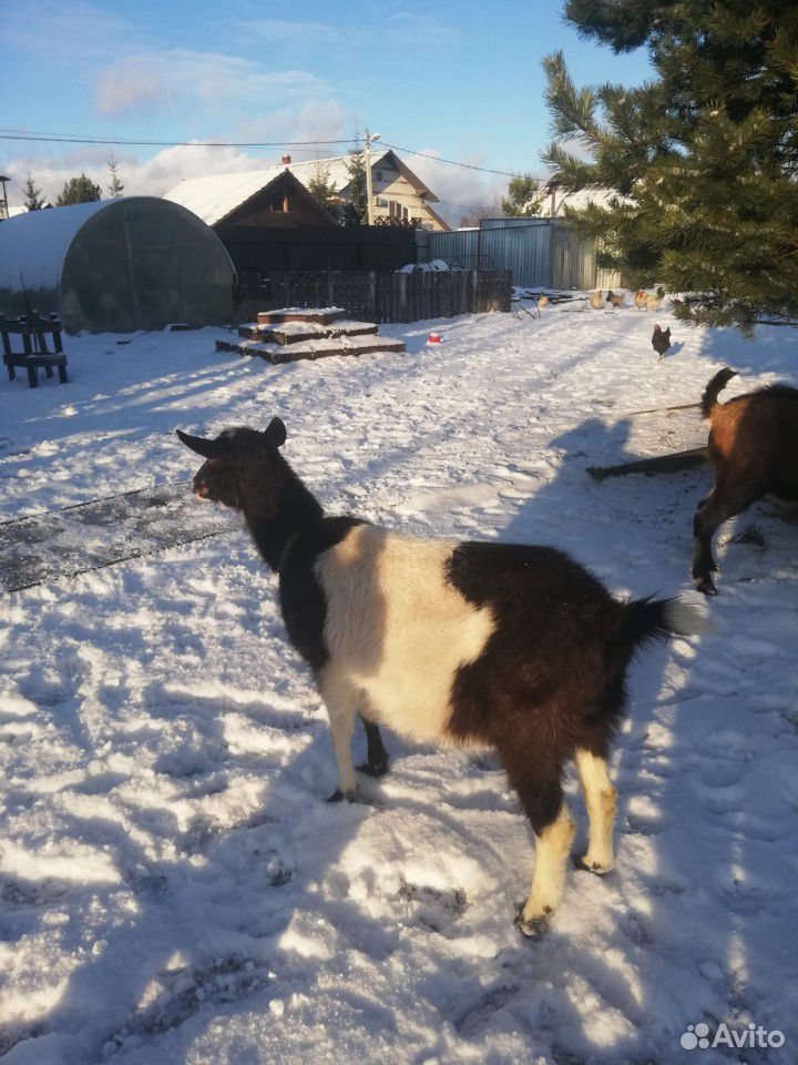 Альпийская 100 коза купить на Зозу.ру - фотография № 1