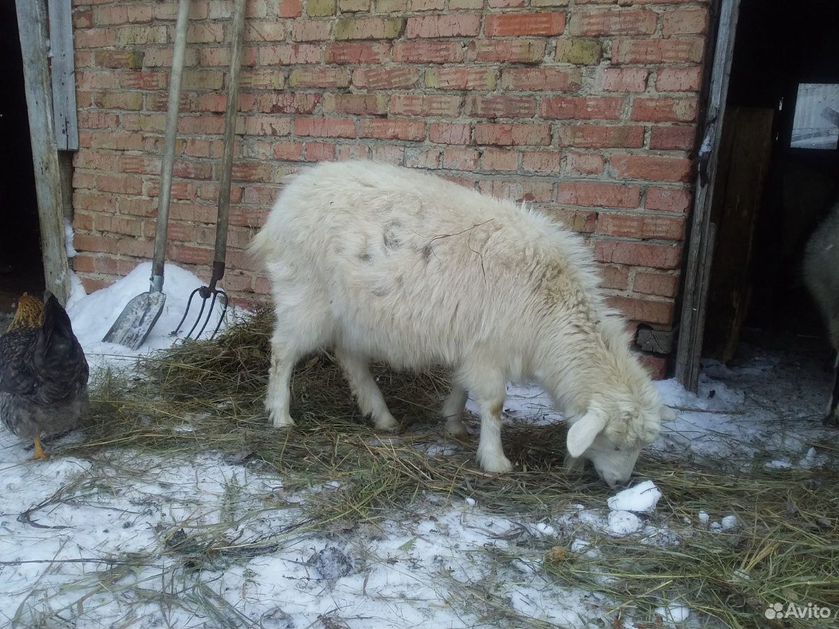 Продается козы и козочки(заанеск.породы.молочные) купить на Зозу.ру - фотография № 8