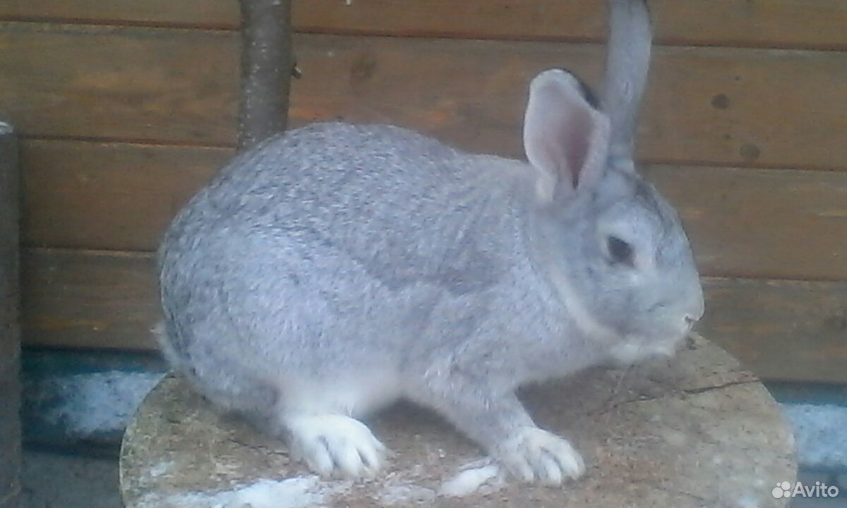 серый кролик. кролик белый великан. кролики на авито в рязанской области. крупные кролики мясных пород. советская шиншилла кролик.