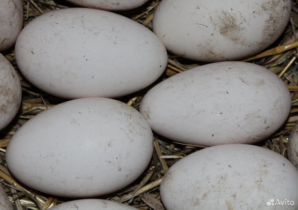 Яйцо инкубационное гусиное купить на Зозу.ру - фотография № 1