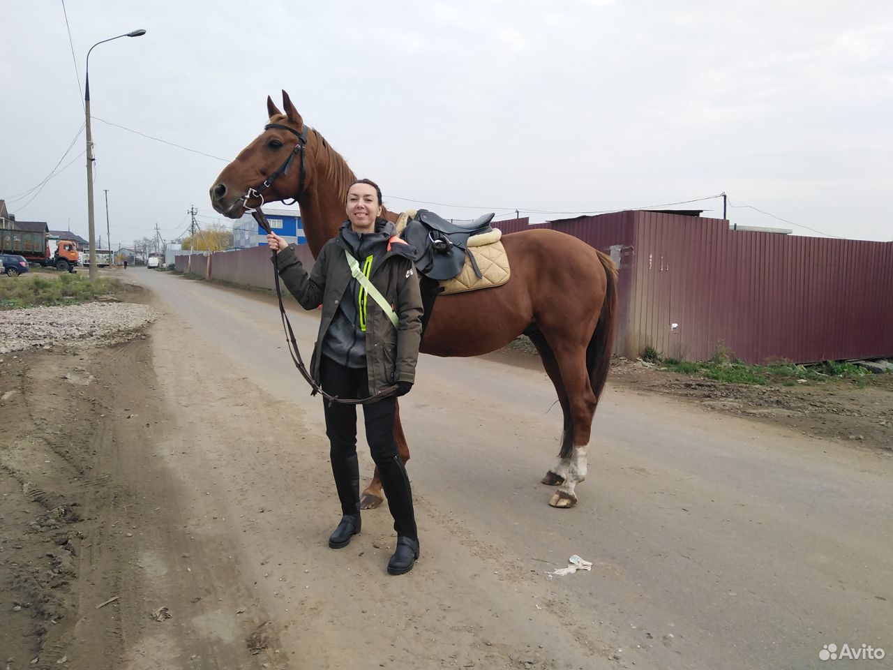 Конь в аренду купить на Зозу.ру - фотография № 3