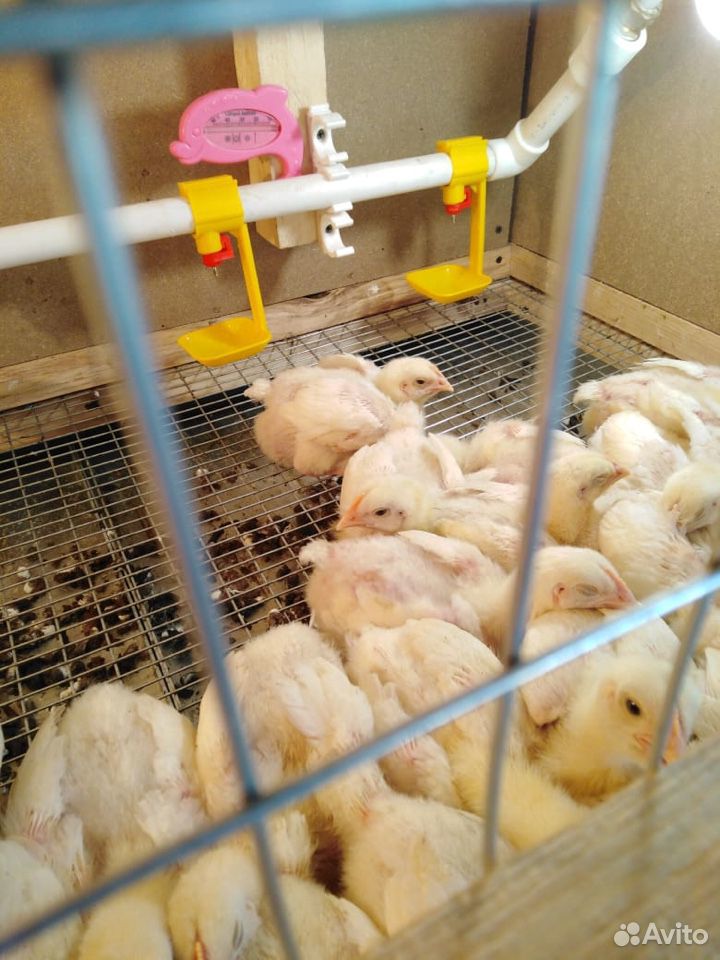 Цыплята подрощенные кобб 500 купить на Зозу.ру - фотография № 3