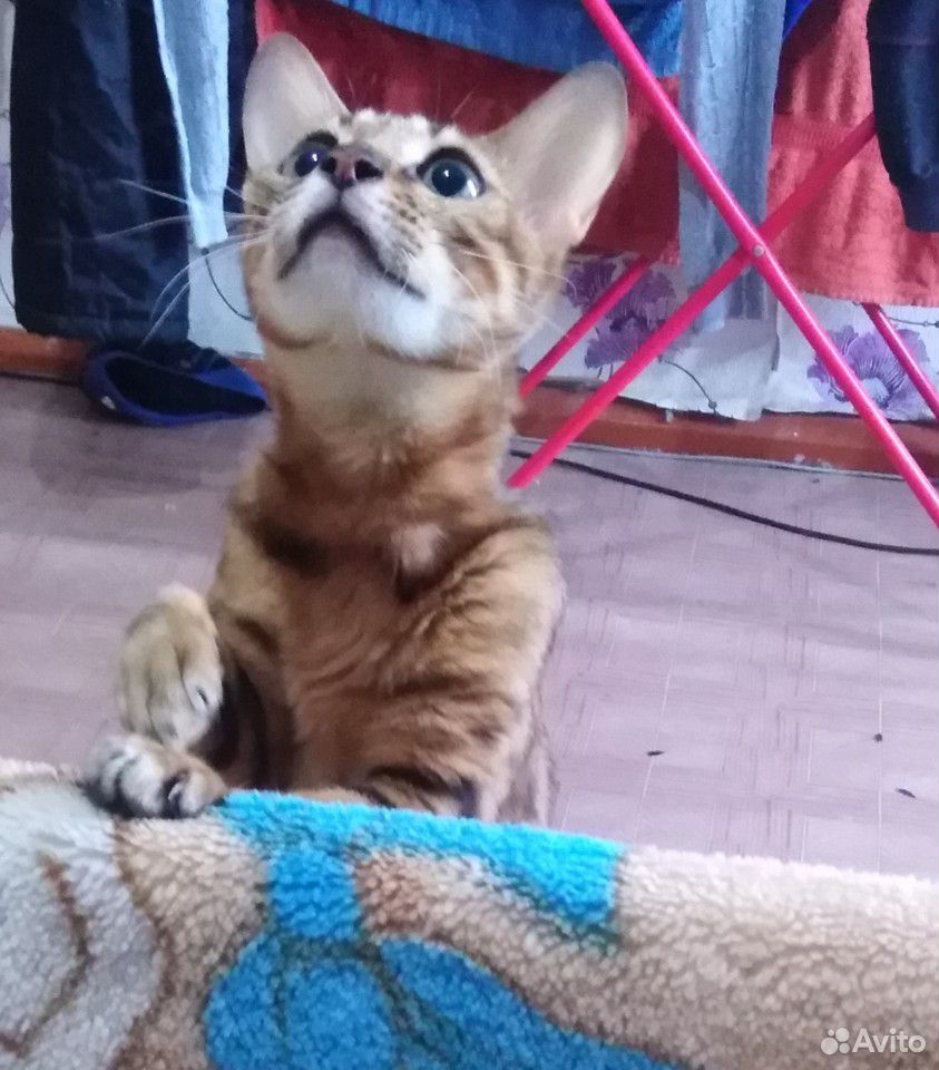 Бенгальская кошка купить на Зозу.ру - фотография № 1