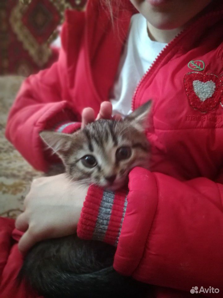 Отдам котёнка в добрые руки 1 месяц, к лотку приуч купить на Зозу.ру - фотография № 2