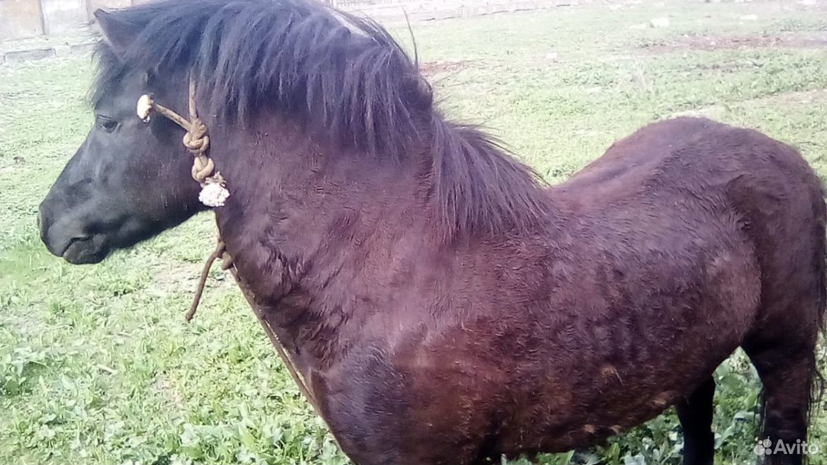 Продается конь шатланский пони купить на Зозу.ру - фотография № 3