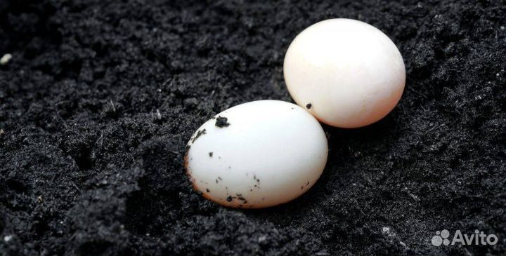 Яйца купить на Зозу.ру - фотография № 1