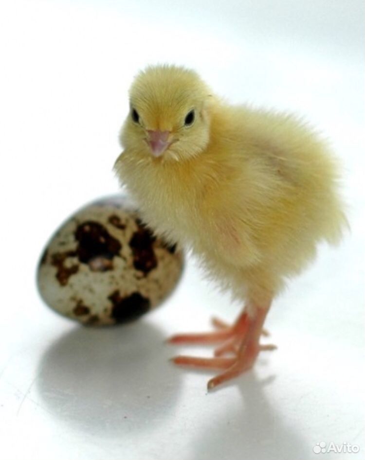 Инкубационные Яйца перепелов купить на Зозу.ру - фотография № 1
