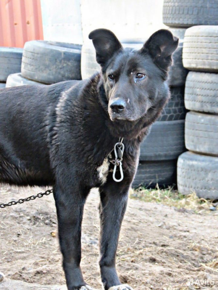 Крупная красивая собака ищет дом купить на Зозу.ру - фотография № 3
