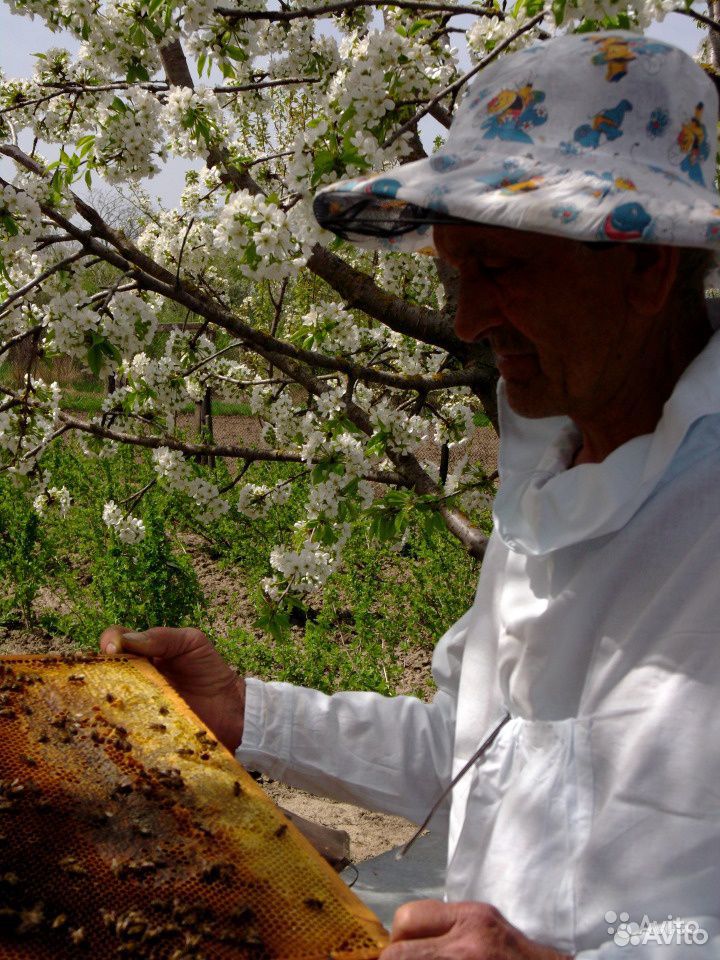 Пчелы Карника купить на Зозу.ру - фотография № 2