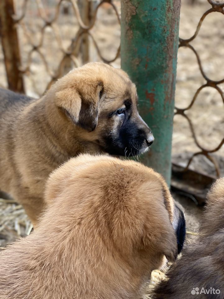 Красивейший щенок алабая и немецкой овчарки купить на Зозу.ру - фотография № 5