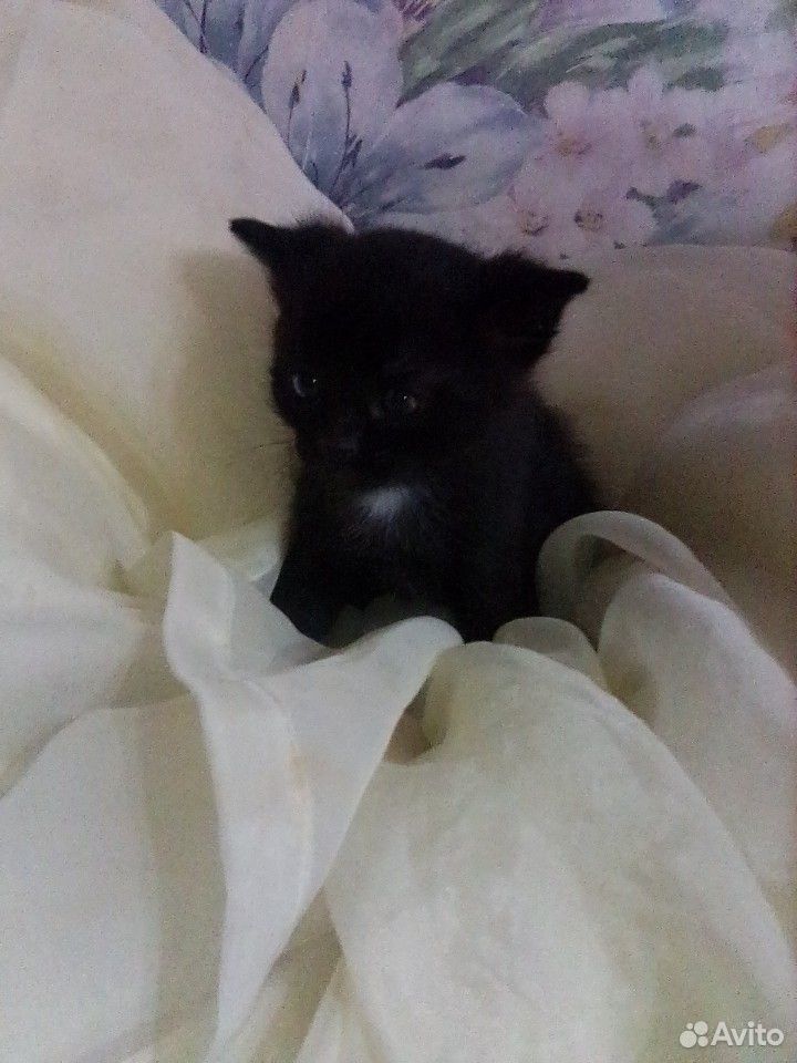 Чёрный котик купить на Зозу.ру - фотография № 2
