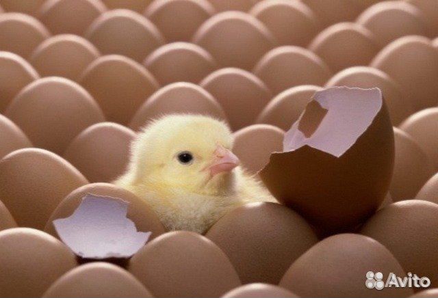Яйца инкубационные(порода Виандот чёрный окаймленн купить на Зозу.ру - фотография № 1