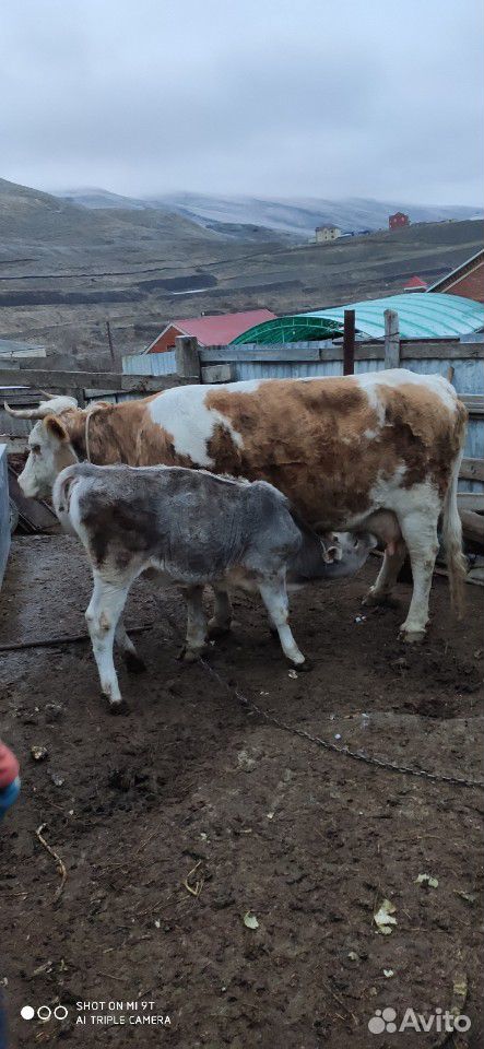 Корова стеленком купить на Зозу.ру - фотография № 5