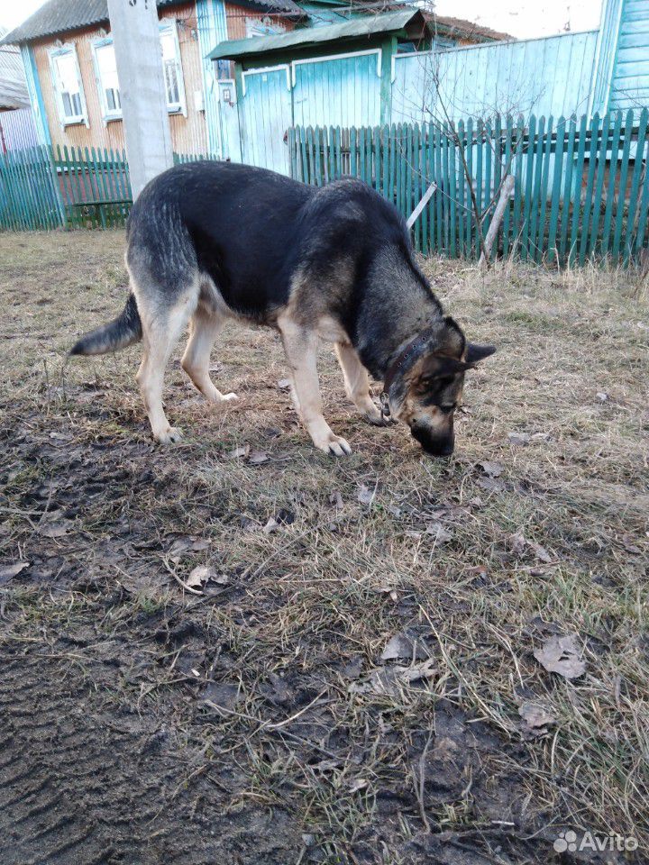 Собака купить на Зозу.ру - фотография № 6