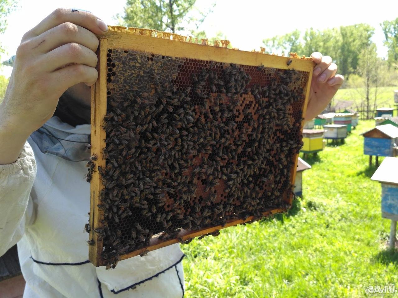 Пчелопакеты(Пчёлы) продам купить на Зозу.ру - фотография № 1