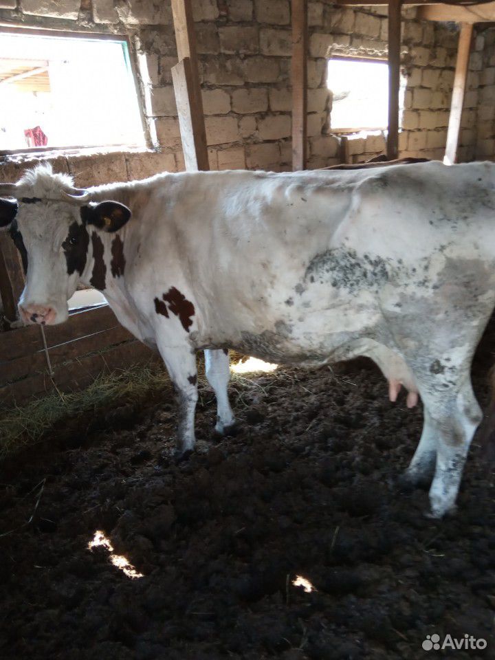 Коровы на мясо бычки от недели до года купить на Зозу.ру - фотография № 7