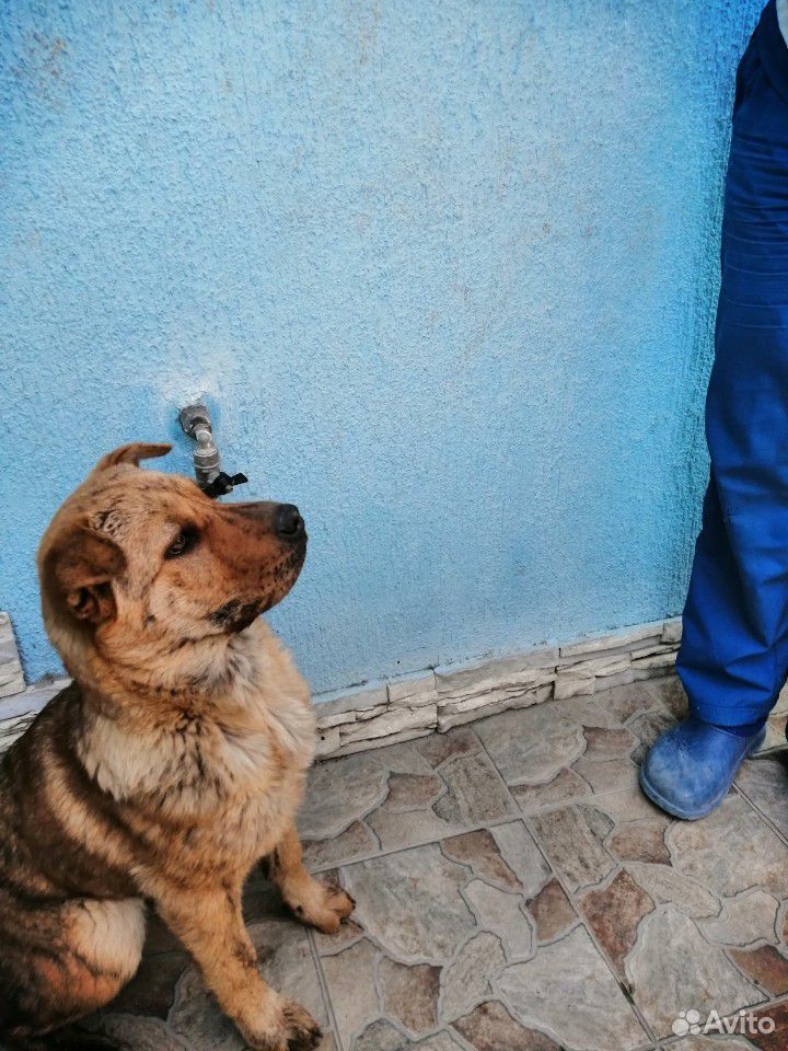Собака купить на Зозу.ру - фотография № 8