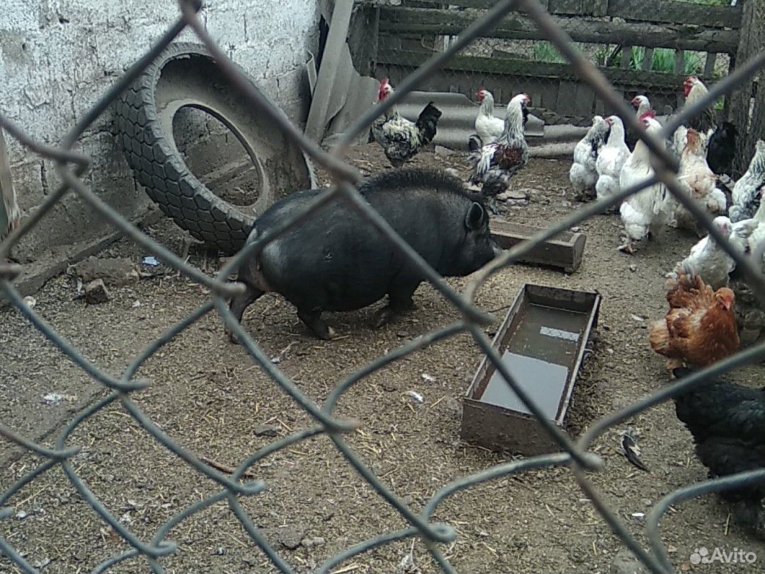 Продаю свинку вьетнамская купить на Зозу.ру - фотография № 1