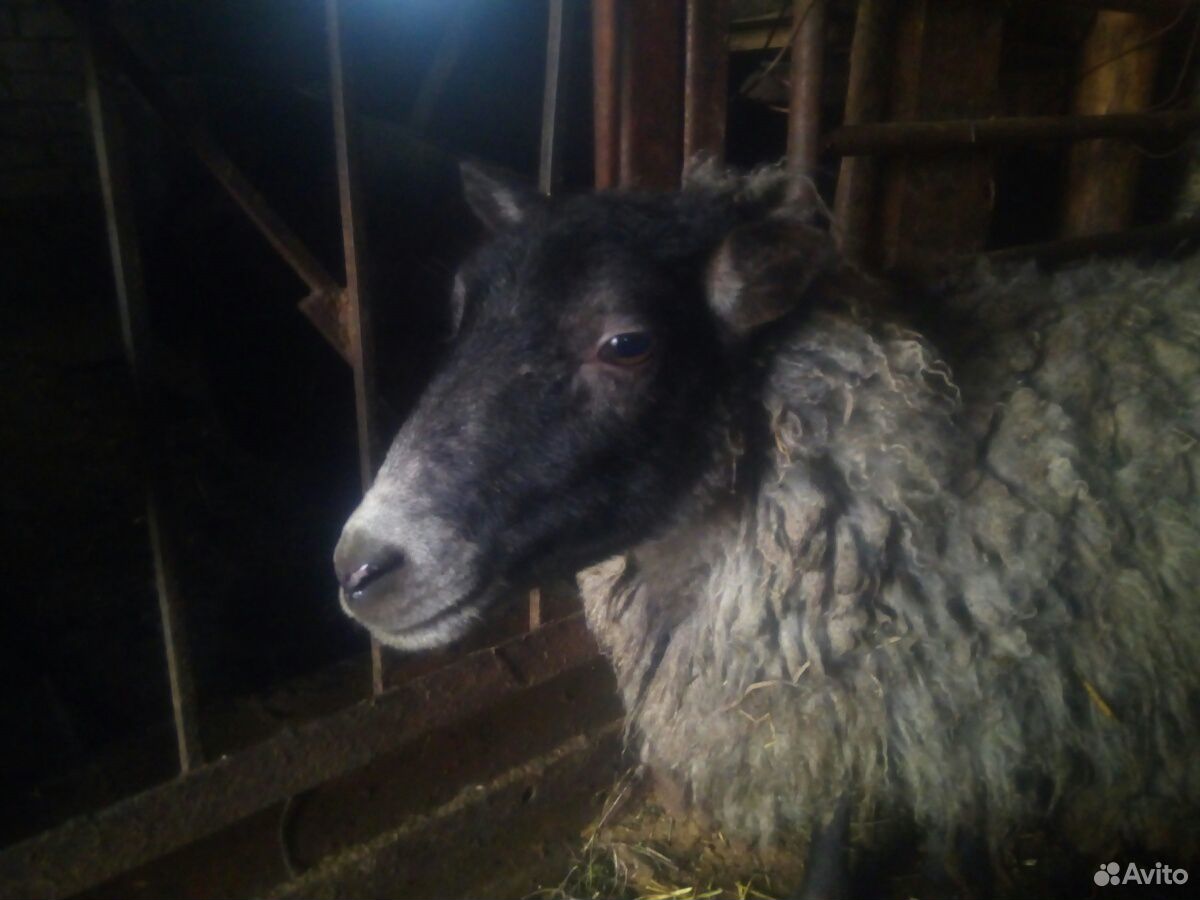 Продам суягную(беременную) овцу Романовской породы купить на Зозу.ру - фотография № 1