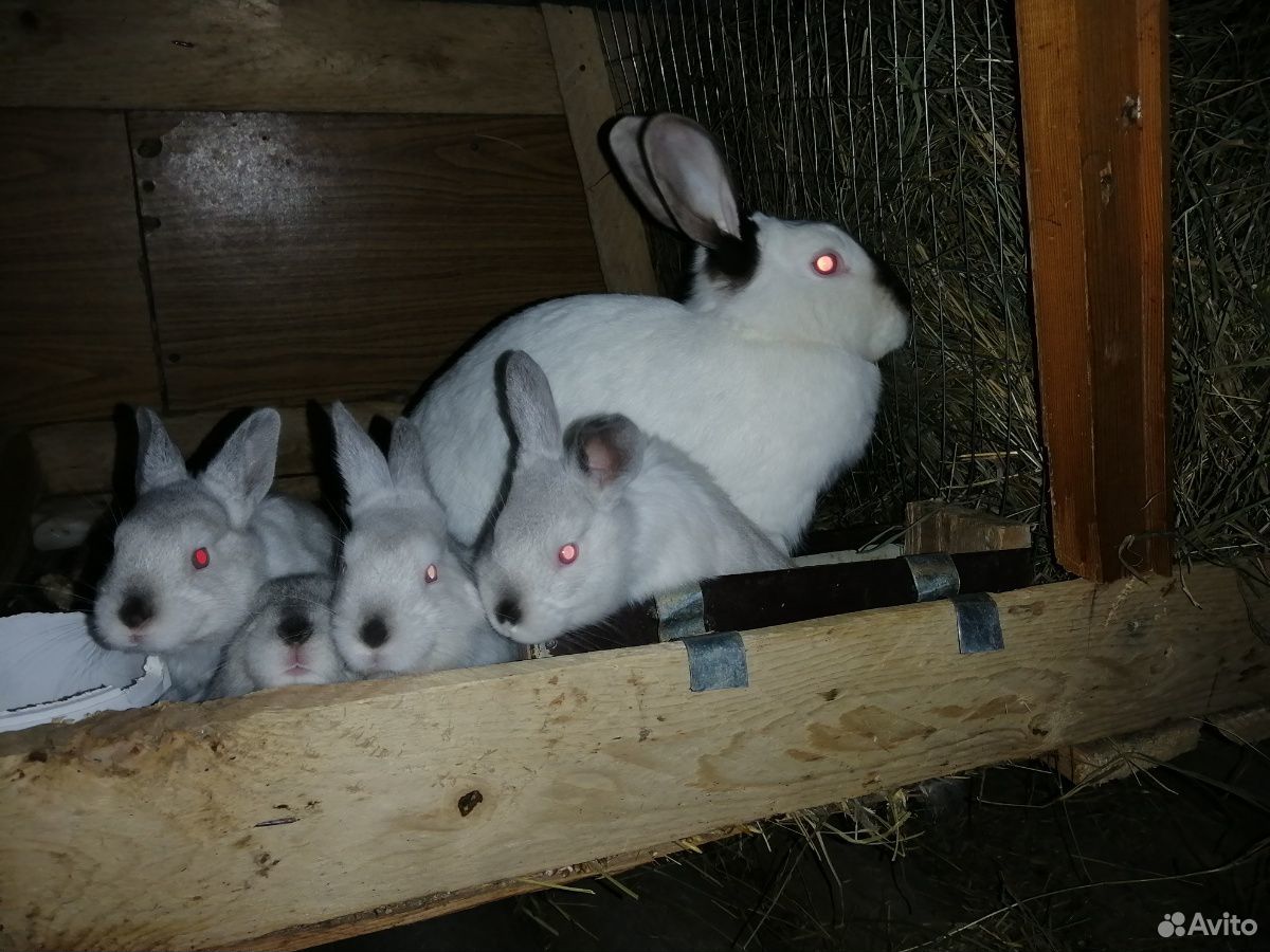 Крольчиха с крольчатами купить на Зозу.ру - фотография № 1