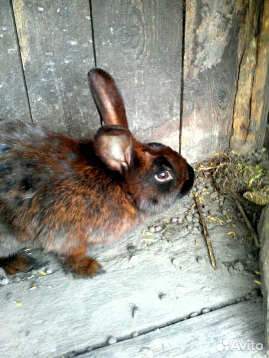 Самцы кролика купить на Зозу.ру - фотография № 2
