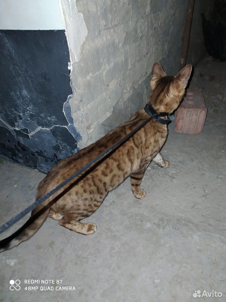 Кошка Бенганльская купить на Зозу.ру - фотография № 1