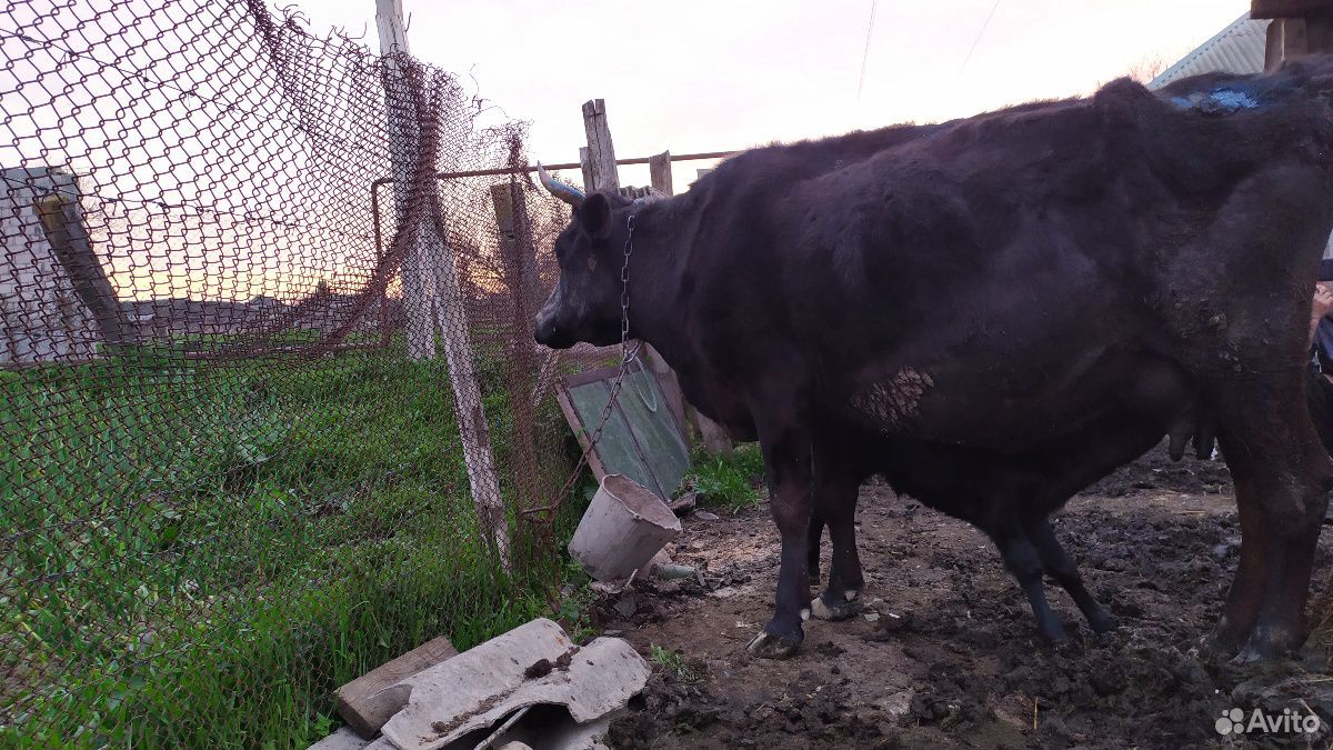 Корова с бычком купить на Зозу.ру - фотография № 7