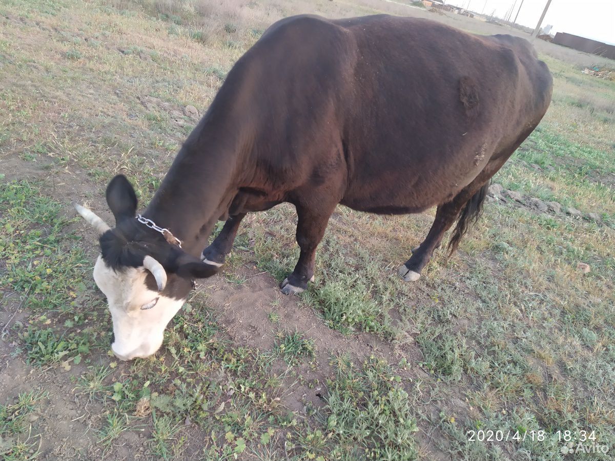 Корова (стельная) купить на Зозу.ру - фотография № 2
