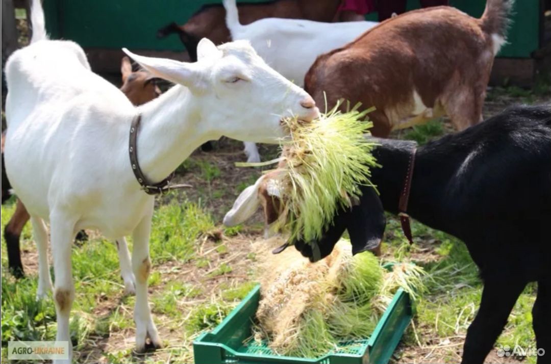 Чем кормят домашних коз