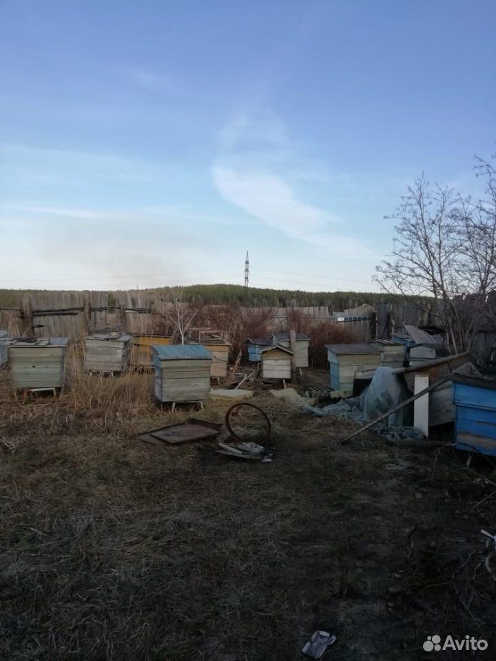 Продам пчелосемьи 5000+улиц купить на Зозу.ру - фотография № 1