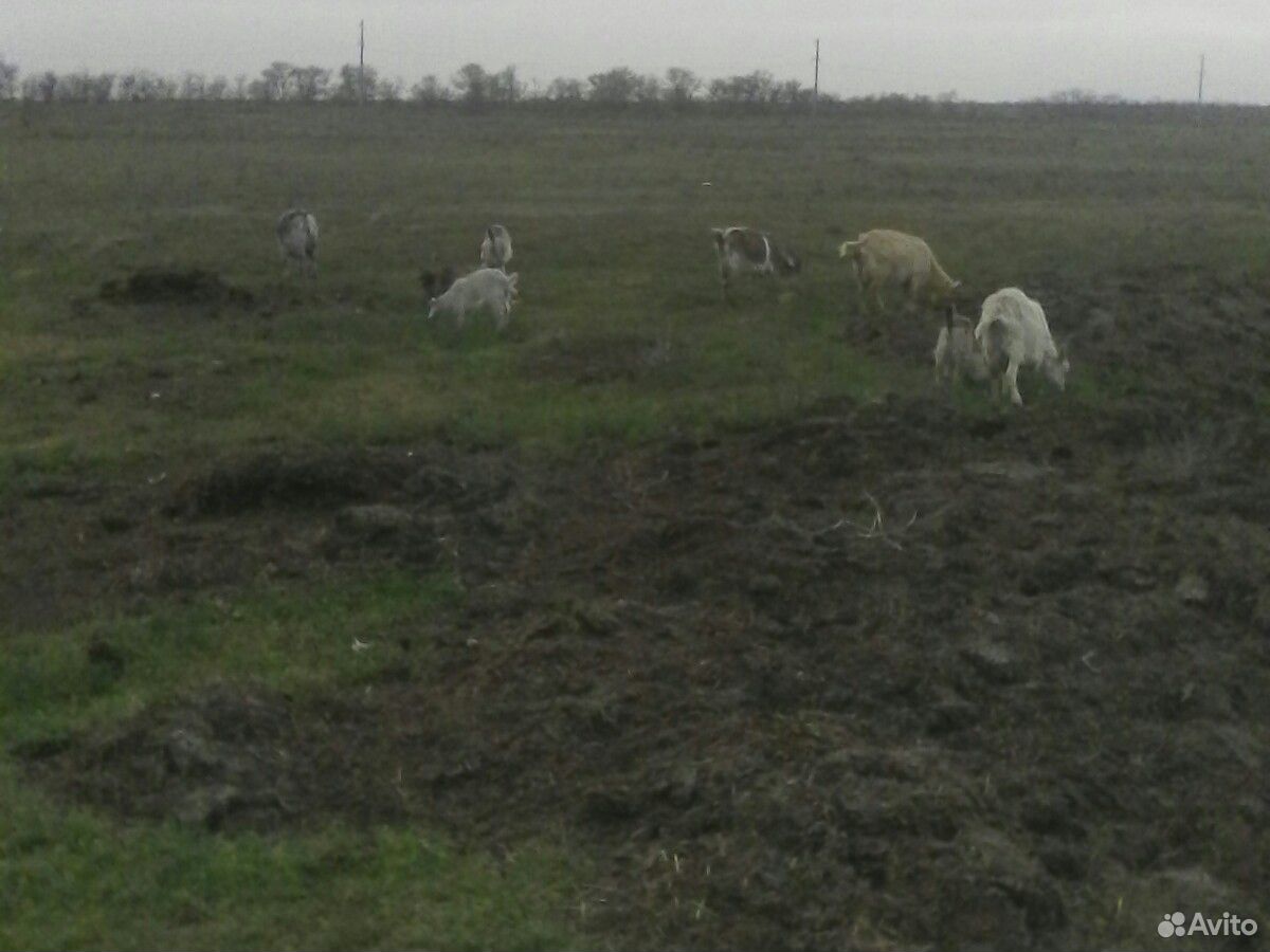 Овцы ягняты бараны козы купить на Зозу.ру - фотография № 10