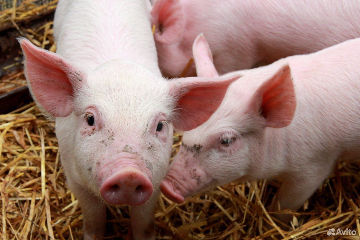 Авито продажа свиней. Клонирование 5 поросят. Свиньи в Ульяновской области. Пять поросят на ВДНХ. Продам поросят.